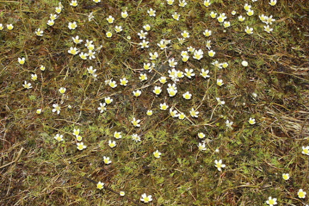 Ranunculus trichophyllus / Ranuncolo a foglie capillari